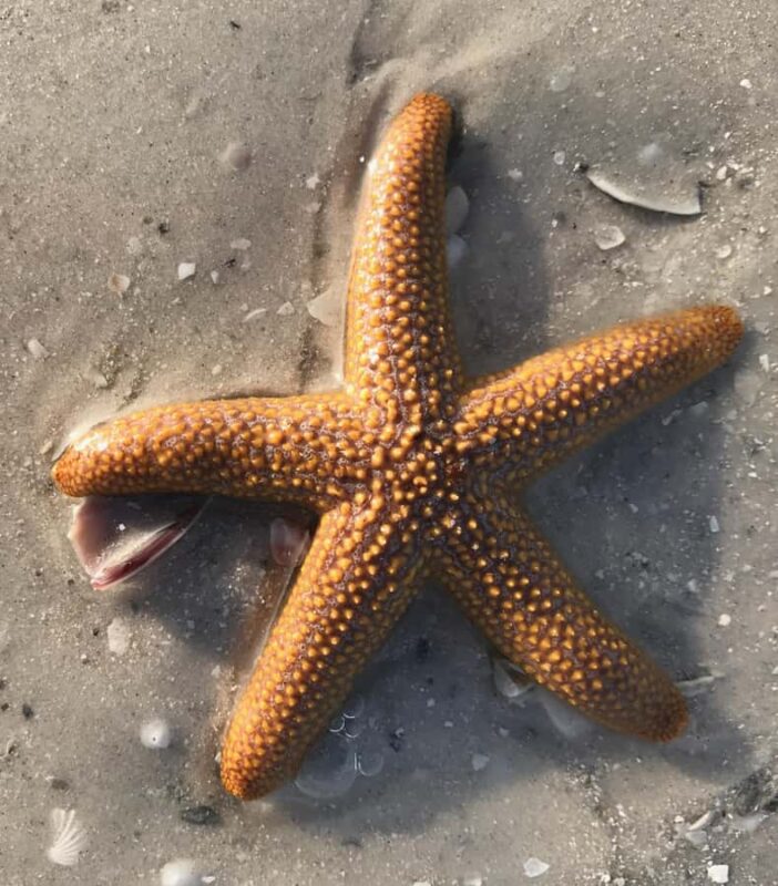 2.5 Hour Shell Key Island Adventure - Dolphins And Shells - Comparing to Similar Florida Tours
