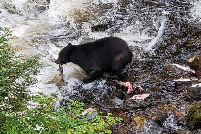 2.5 Hour Tour in Ketchikan on the Tongass Trolley - Visiting City Park and Toem Heritage Center