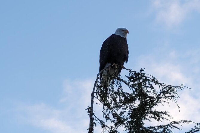 2.5 Hour Tour in Ketchikan on the Tongass Trolley - The Guide and Group Experience