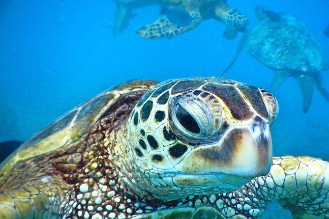 2.5 Hour Xpress Snorkel from Kaanapali Beach - Discover the 2.5-Hour Xpress Snorkel from Kaanapali Beach in Maui