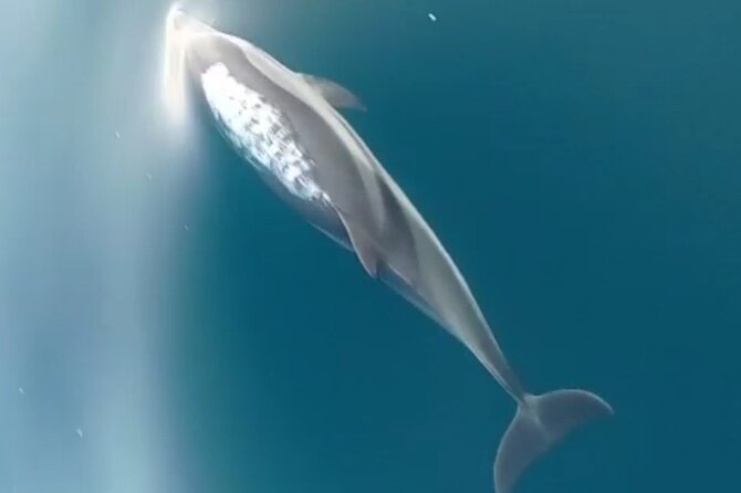 2.5 Hours Sunset Boat Tour in Search of Dolphins - Visiting Isola Bella and the Cave of Love