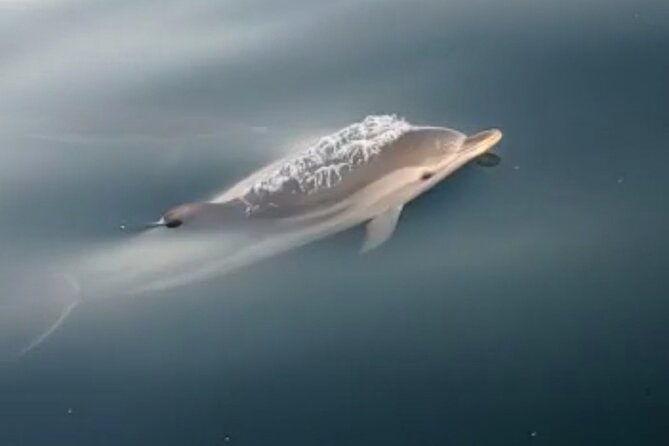 2.5 Hours Sunset Boat Tour in Search of Dolphins - The Experience of the Guides and Crew