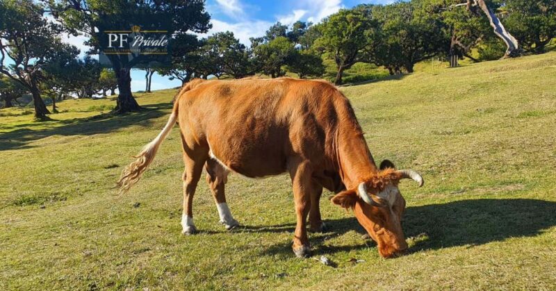 2-Day Madeira Tour: East & West with Local Guide & Tastings - Who Will Enjoy This Tour Most?