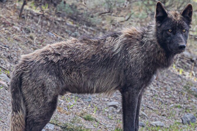 2-Day Private Tour in Yellowstone(Lower and Upper Loops w Iconic Sites) w Lunch - Yellowstone’s Thermal Wonders at Mud Volcano and Geyser Basins