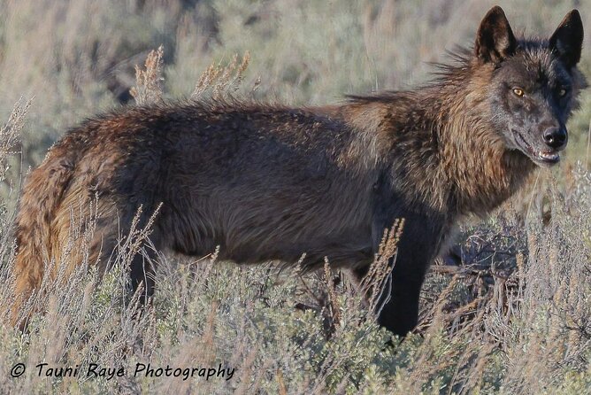 2-Day Private Tour in Yellowstone(Lower and Upper Loops w Iconic Sites) w Lunch - Yellowstone Lake and the Iconic Old Faithful