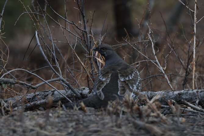 2-Day Private Tour in Yellowstone(Lower and Upper Loops w Iconic Sites) w Lunch - Discovering the Geyser Basins and Gibbon Falls