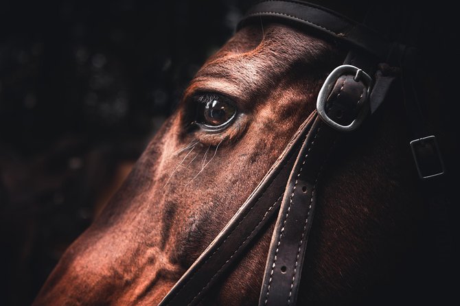 2-Day Sundance Overnight Backcountry Lodge Trip by Horseback - Key Points