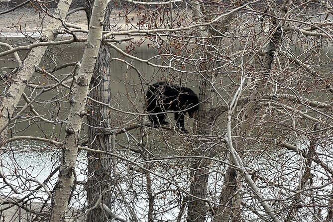 2 Days Luxury Guided Tour of Jasper National Park from Calgary - Scenic Drives Along Icefields Parkway