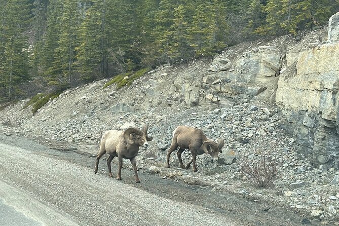 2 Days Luxury Guided Tour of Jasper National Park from Calgary - Pyramid Lake and Jasper Town
