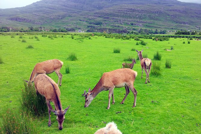 2 Days on the Loch Ness Canal of Caledonia and the Highlands - Why This Tour Offers Great Value