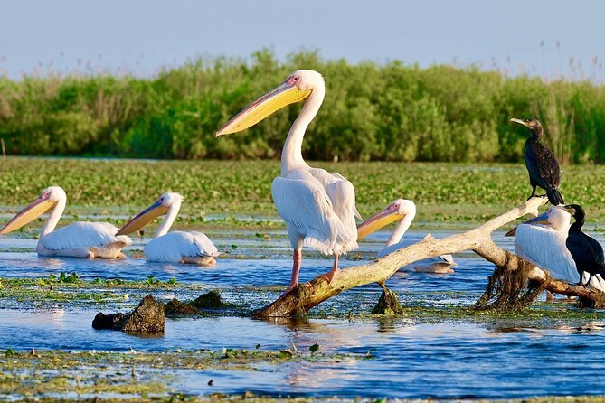 2 Days Private Tour from Bucharest to Black See and Danube Delta - Key Points