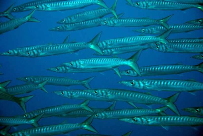 2-Dive Guided Scuba Diving For Qualified Divers - Starting Point at Paradise Divers Pavilion in Callao Salvaje