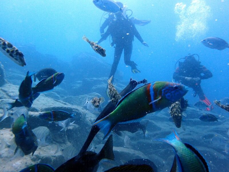 2-Dive Guided Scuba Diving For Qualified Divers - Customizable Dive Experiences for Every Skill Level