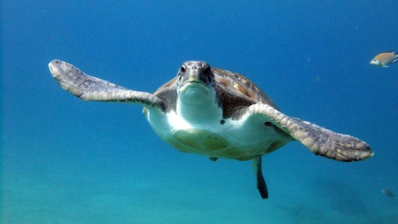 2-Dive Guided Scuba Diving For Qualified Divers - The Detailed Itinerary: Dives and Breaks