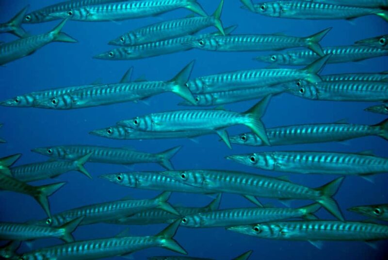 2-Dive Guided Scuba Diving For Qualified Divers - Accessibility and Group Size Benefits