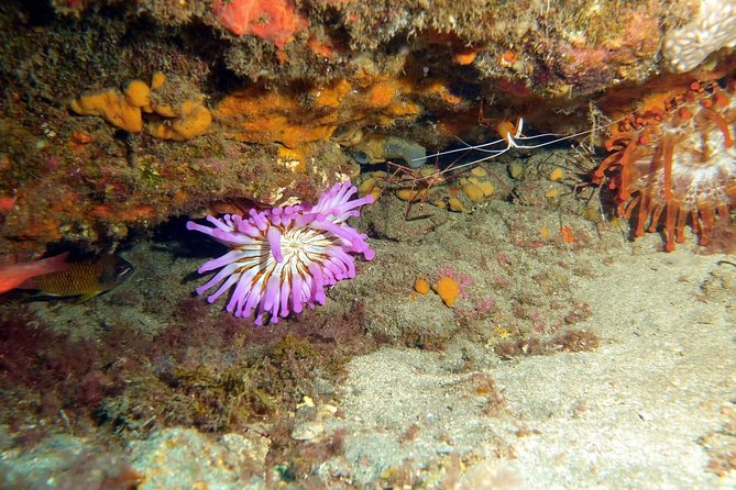 2 Dive Package for PADI Qualified Divers in Gran Canaria - Starting Point and Logistics at Blue Water Diving