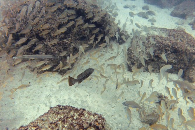 2 Dive Package for PADI Qualified Divers in Gran Canaria - Cancellation Policy and Booking Flexibility