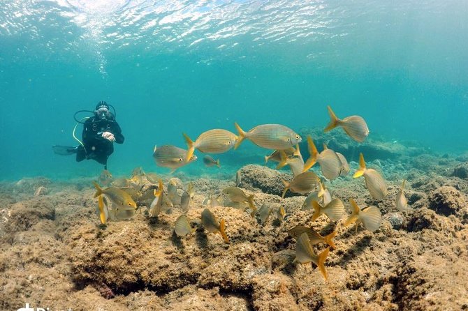 2 Dive Package for Qualified Divers in Gran Canaria - Gran Canaria’s Best Dive Sites for Certified Divers