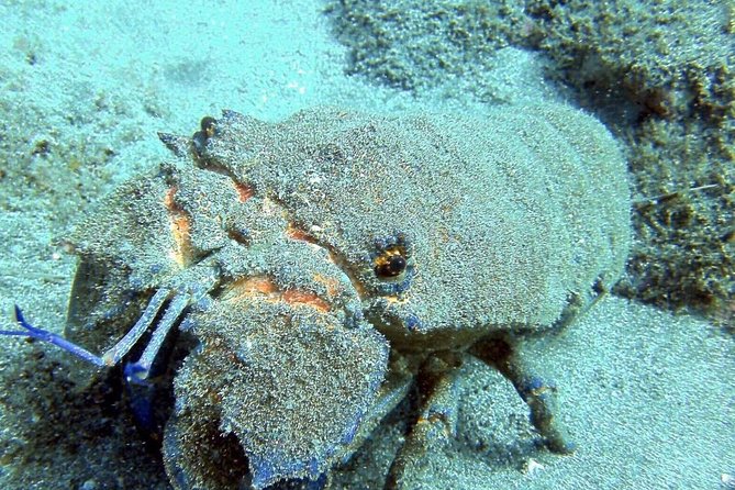 2 Dive Package for Qualified Divers in Gran Canaria - Why This Tour Offers Great Value for Certified Divers