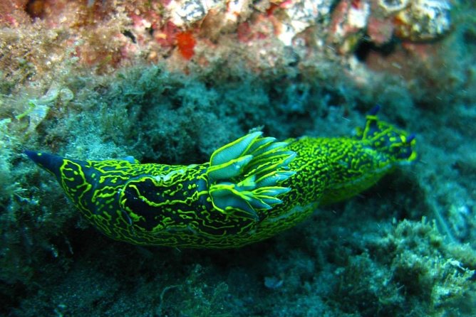 2 Dive Package for Qualified Divers in Gran Canaria - Frequently Asked Questions