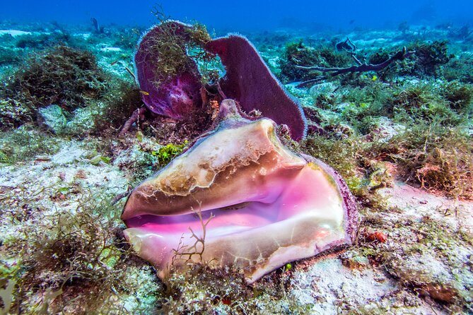 2 dives in Cozumel (for certified divers only) - The Guides and Their Expertise