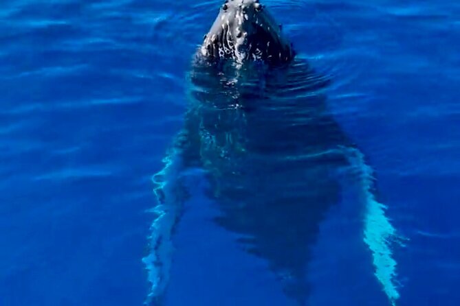 2 Hour Afternoon Lahaina Whale Watch - Lahaina Departure Point and Timing for the Whale Watch