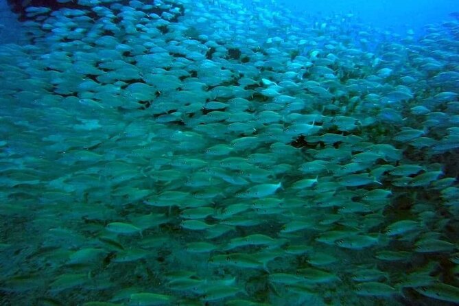 2-Hour Afternoon Snorkeling Experience in Gran Canaria by Boat - Snorkelling at a Scenic Bay: Marine Life and Reef