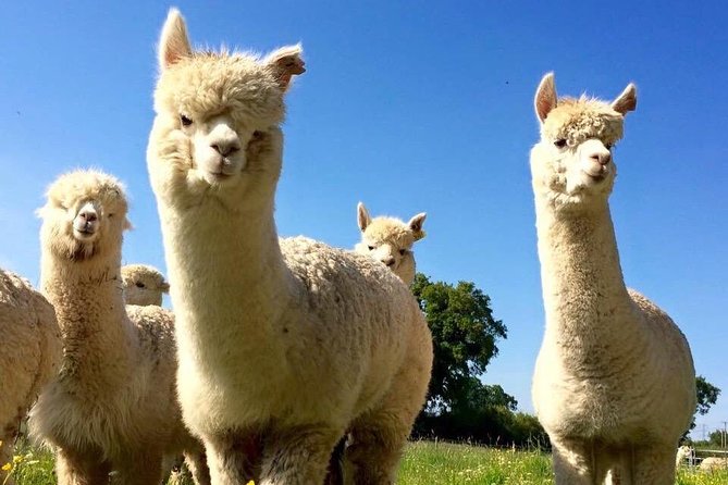 2-Hour Alpaca Farm Experience in Kenilworth - Feeding the Alpacas and Learning from the Guide