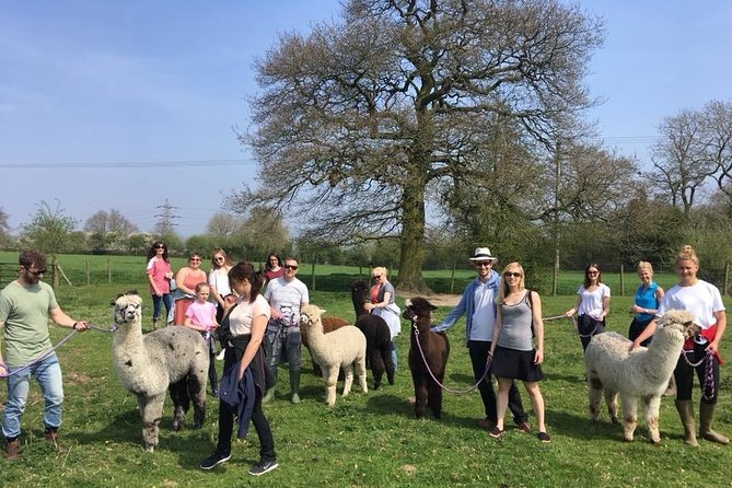 2-Hour Alpaca Farm Experience in Kenilworth - Shopping for Alpaca Accessories On-Site