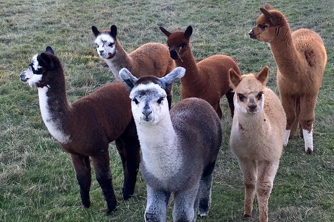 2-Hour Alpaca Farm Experience in Kenilworth - Practical Details and Booking Insights
