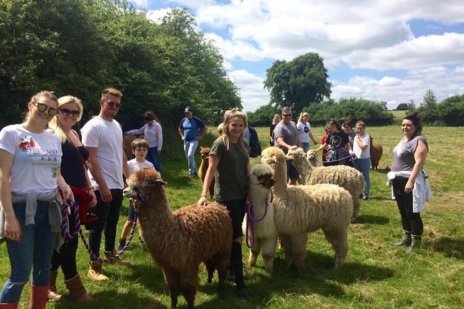 2-Hour Alpaca Farm Experience in Kenilworth - Who Will Love This Alpaca Tour?