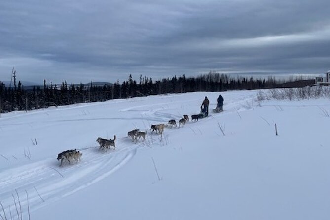 2-Hour Basic Dog Mushing School (with Transportation) - Discover the 2-Hour Basic Dog Mushing School in Fairbanks