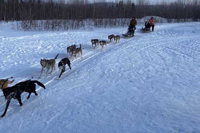 2-Hour Basic Dog Mushing School (with Transportation) - Key Points