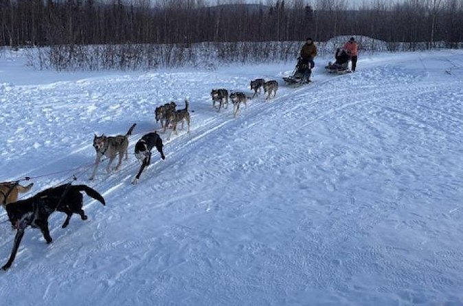2-Hour Basic Dog Mushing School (with Transportation) - Observing and Learning from Your Partner