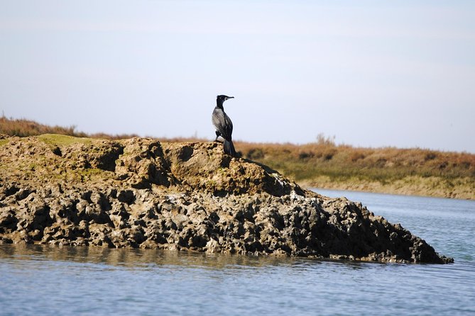 2-hour Bird Watching Guided Boat Trip in Ria Formosa from Faro Algarve - Barrinha Beach: A Reproduction Area for Unique Bird Species