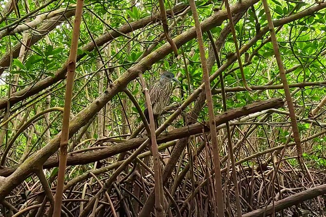 2-Hour Clear Kayak Rentals in St Pete, FL - Clam Bayou - The Scenic Waterways of Clam Bayou