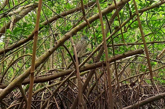 2-Hour Clear Kayak Rentals in St Pete, FL - Clam Bayou - The Double Clear Kayak Experience