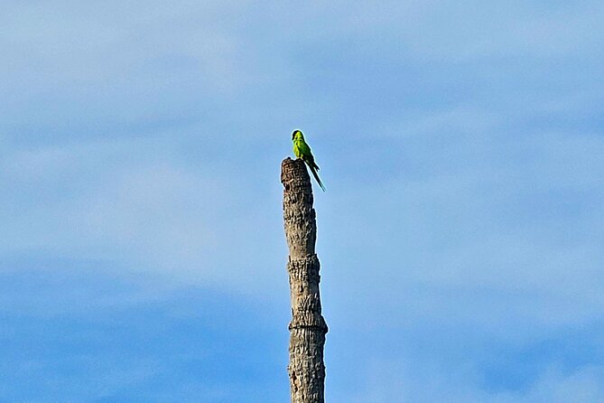 2-Hour Clear Kayak Rentals in St Pete, FL - Clam Bayou - Who Should Book This Kayak Rental?