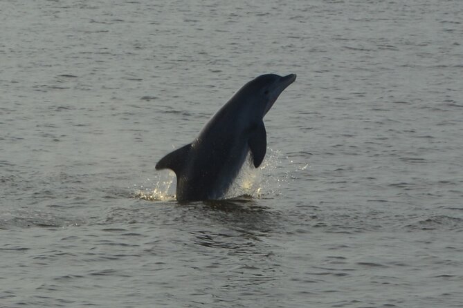 2-Hour Dolphin and Nature Eco Tour from Orange Beach - Knowledgeable Guides and Engaging Crew