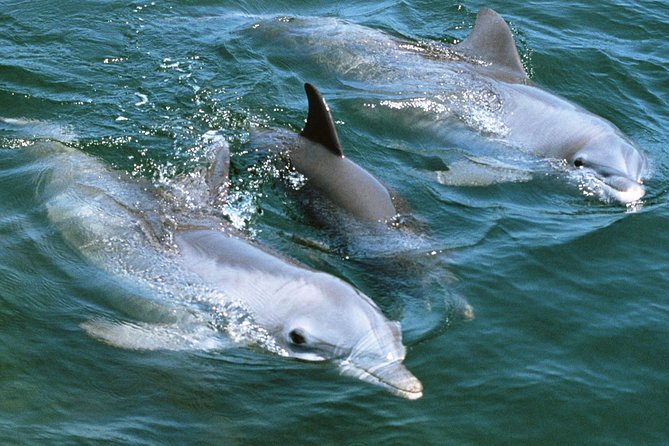 2-Hour Dolphin and Whale Watching in Gran Canaria - Final Thoughts on the 2-Hour Dolphin and Whale Watching Tour