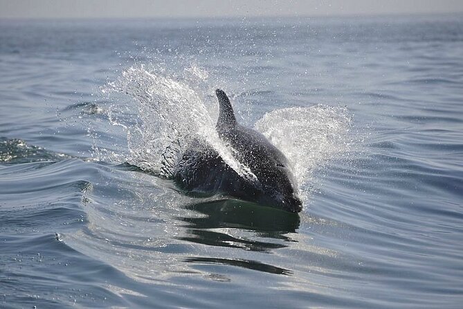 2 hour Dolphin Sightseeing Tour in Melbourne Florida - What to Bring and Expect During the Tour