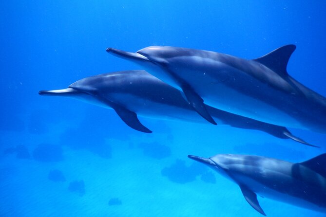 2-Hour Dolphin Watching and Double Reef with Snorkel in Hawaii - Explore Hawaii’s Marine Life on a 2-Hour Dolphin and Reef Snorkel Adventure