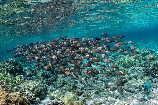 2-Hour Dolphin Watching and Double Reef with Snorkel in Hawaii - What’s Included and What’s Not