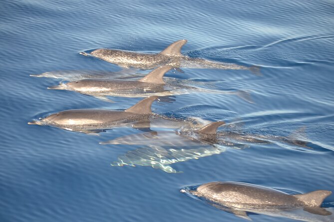 2-Hour Dolphin Watching Experience in Fuerteventura - The Experience on the Magic Dolphin Boat