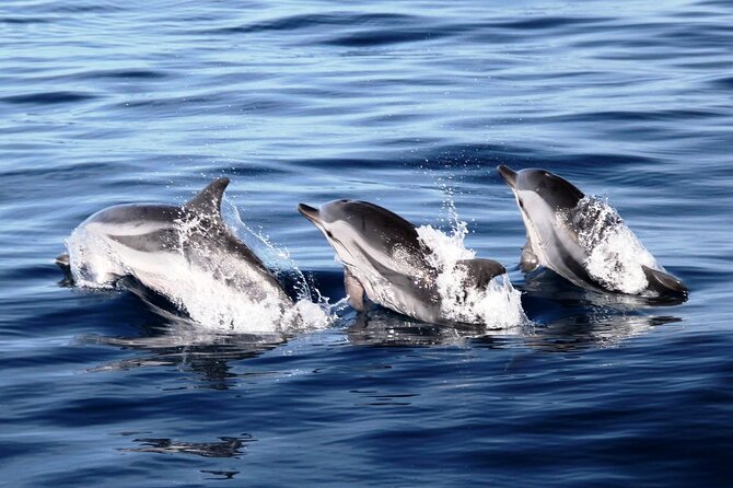 2-Hour Dolphin Watching Experience in Fuerteventura - Marine Wildlife Viewing: What You Might See