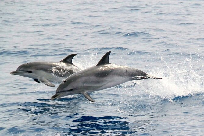 2-Hour Dolphin Watching Experience in Fuerteventura - Comparing Value and Expectations