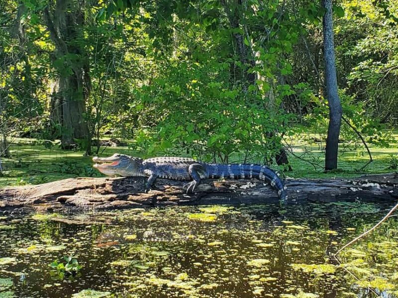2-hour Eco-Swamp Tour - Explore Louisiana’s Largest Forested Wetland in an Intimate Small Boat Tour