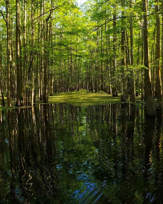 2-hour Eco-Swamp Tour - The Guided Experience: Knowledgeable and Attentive Guides