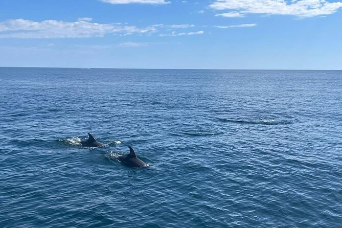 2-hour excursion in search of dolphins/drinks and snacks - Weather Considerations and Cancellation Policy