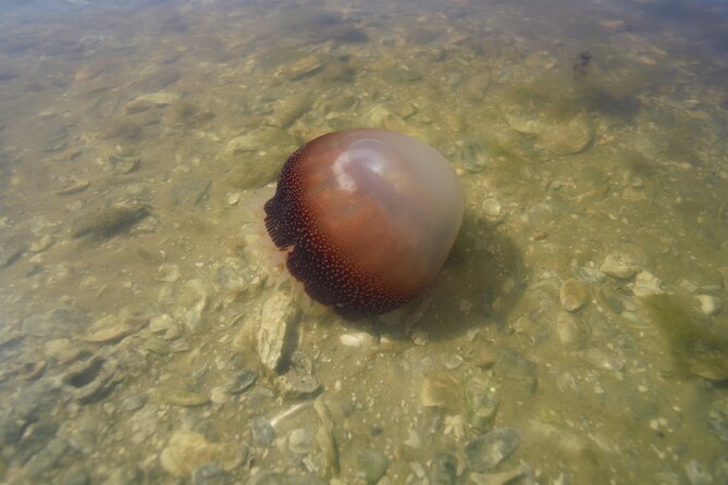 2-Hour Glass Bottom Guided Eco Tour in Flagler County-Small-group - A Unique Small-Group Eco Adventure with Crystal Clear Kayaks